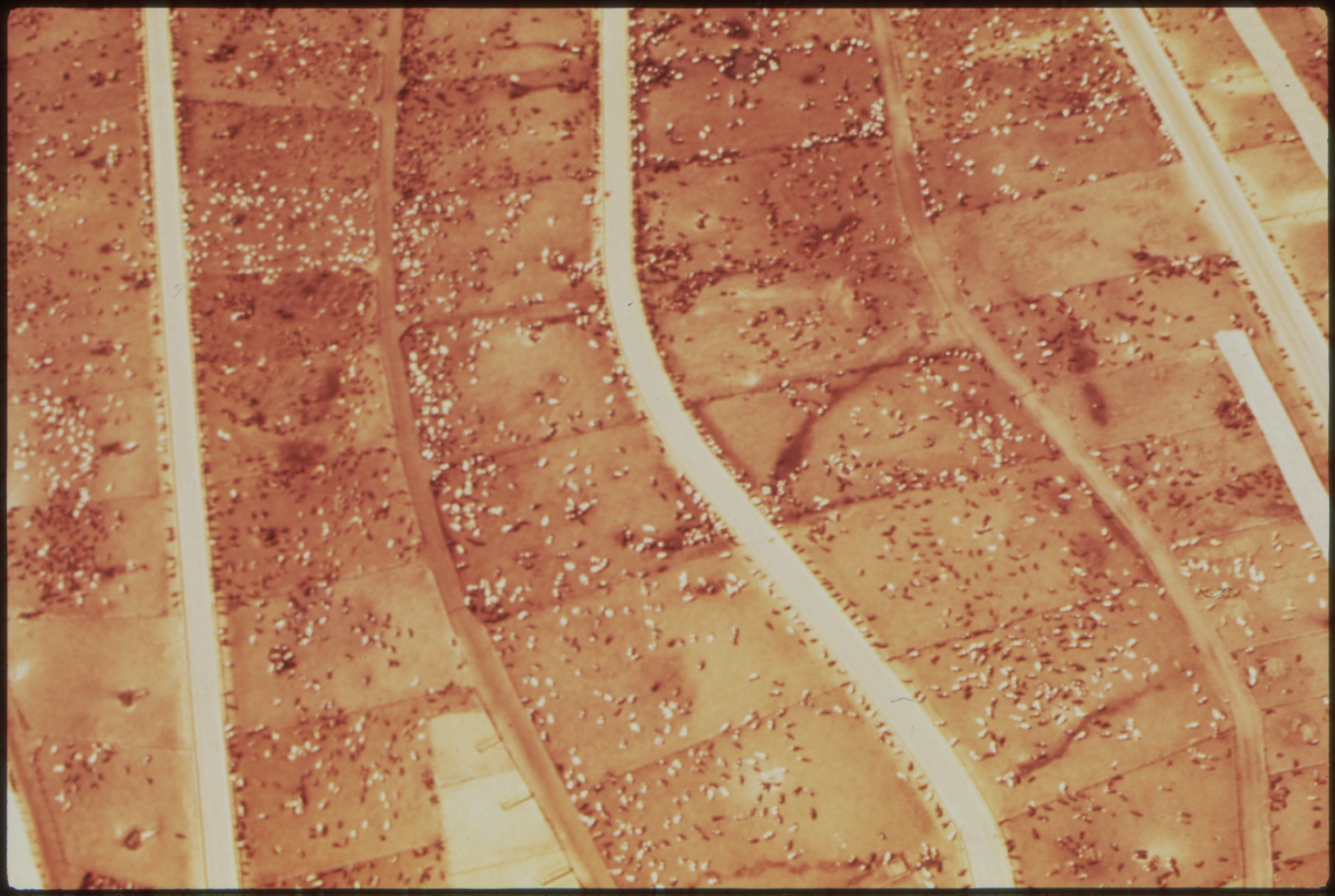 Aerial view of a large cattle feedlot on the Great Plains, its pens laid out in a grid crossed by roads